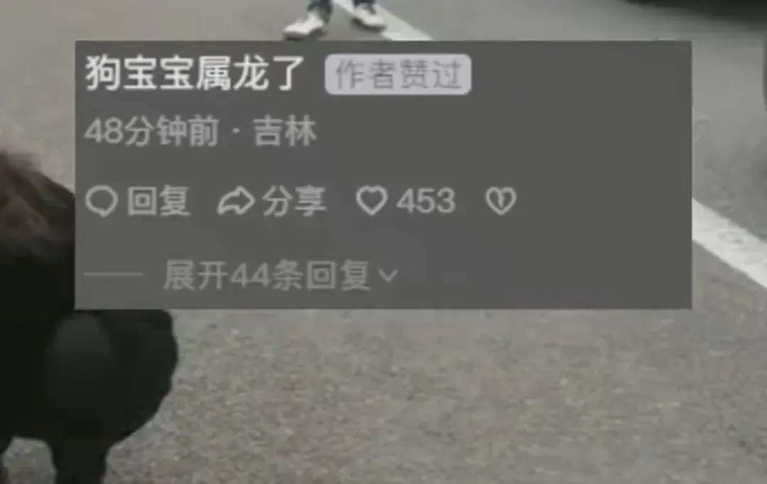 狗子在高速被堵到生下一窩狗崽